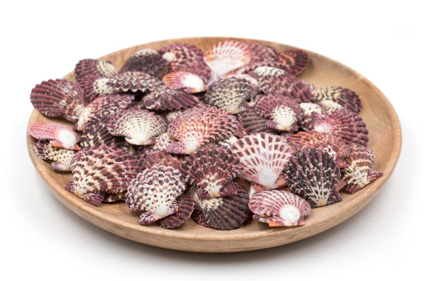 Magenta, Purple and White Scallop Shells - Pack of 20